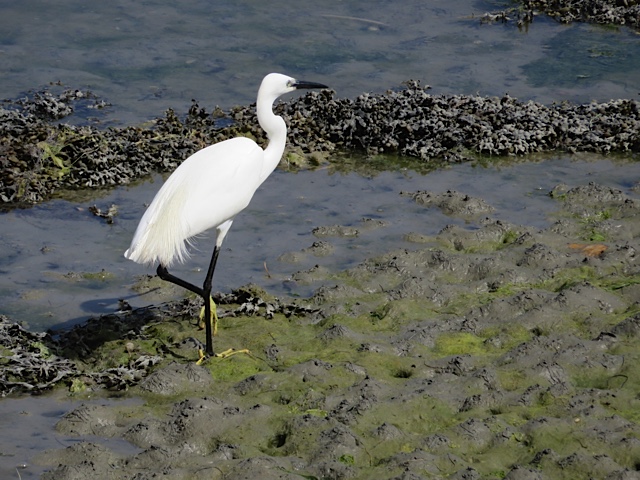 vasière oiseau Penfoulic cap coz.jpg