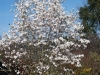 magnolia-jardin